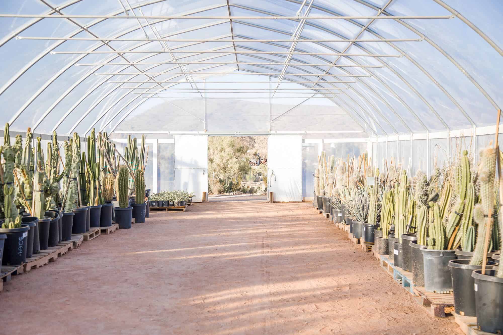 Details of the greenhouse filled with cactus at the cactus joe's wedding venue