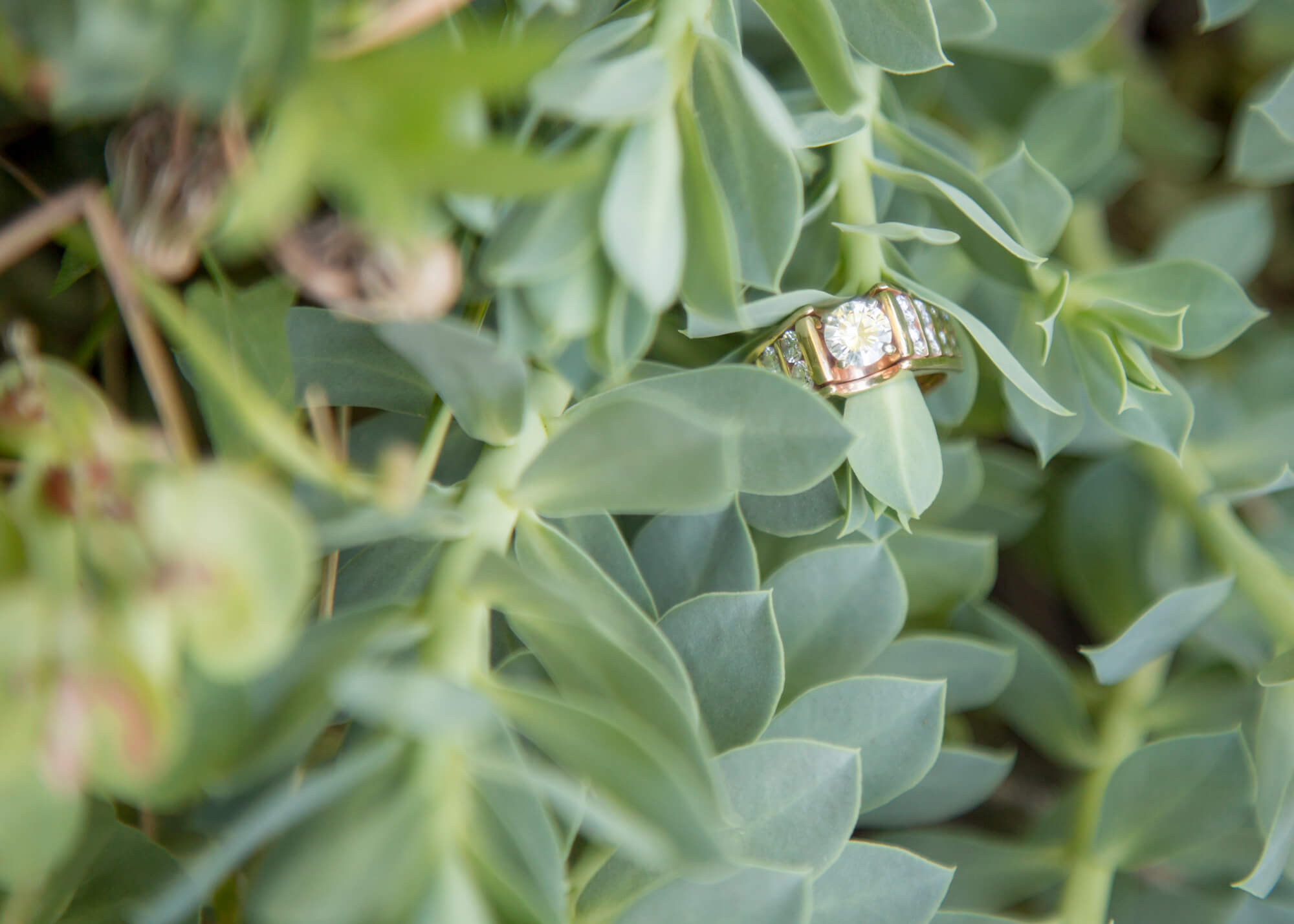 Details of an engagement ring handing on a plant